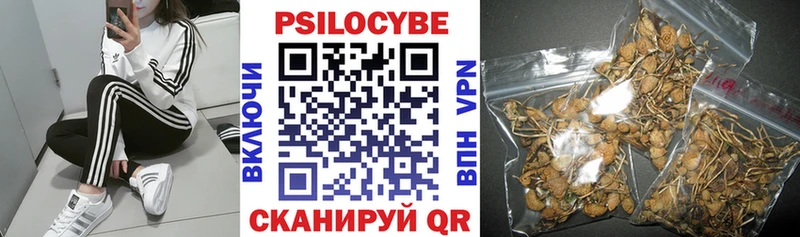 Галлюциногенные грибы Psilocybe Муром